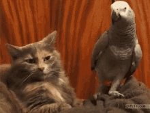 Parrots Funny GIF - Parrots Parrot Funny GIFs
