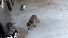 Funny Raccoon  GIF - Raccon Cat Food GIFs