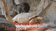 Wombat GIF - Wombat GIFs