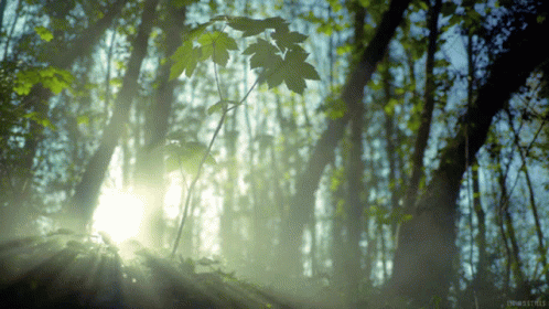 forest-sun-rays.gif