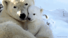 Bear Hug GIF - Bear Hug Polar Bears GIFs