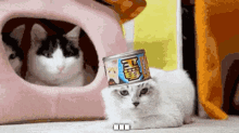 Cat Can GIF - Cat Can Head GIFs