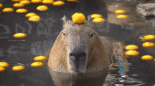 Capybara Orange GIF - Capybara Orange Spa GIFs