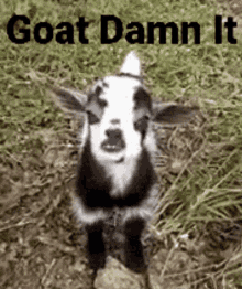 Goat Damn It GIF - Goat Damn It GIFs