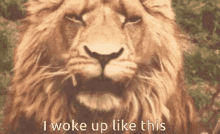 Roar Lion GIF - Roar Lion Woke Up Like This GIFs