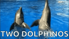 dolphins dolphino