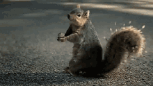 squirrel nuts screaming cute