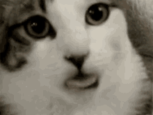 Weeek GIF - Kucing Mengejek Ejek GIFs