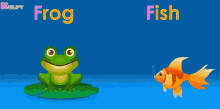 F For Fish Fish GIF - F For Fish Fish Frog GIFs