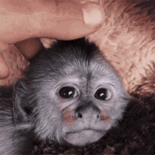 baby ape scratching