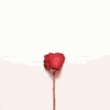 Cuore Rose GIF - Cuore Rose Flower GIFs