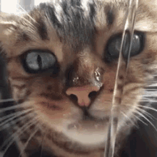 口渴，渴，喝水，猫咪 GIF - Kitten Drink Water GIFs