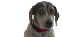 Puppy Dog Sticker - Puppy Dog Lost Stickers