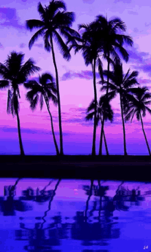 Wallpaper Palm Trees GIF - Wallpaper Palm Trees Sunset GIFs