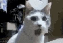 Surprise Funny GIFs | Tenor