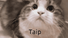 Cat Yes Yes Cat GIF - Cat Yes Yes Cat Cat Says Yes GIFs