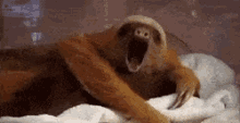 Sloth Yawn GIF - Sloth Yawn GIFs