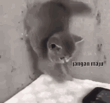 Kucing Kaget GIF - Kucing Kaget Kaget Kucing Lucu GIFs