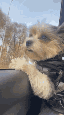Biewer Smarty GIF - Biewer Smarty Dog - Discover & Share GIFs