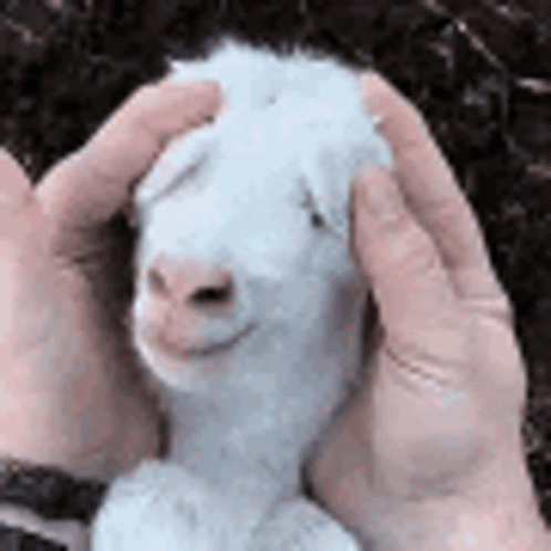 [Image: goat-cute.gif]