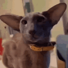 Cat Meow GIF - Cat Meow Oriental Shorthair GIFs