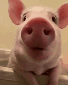 piggy pig