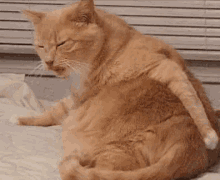 Lol Cat GIF - Lol Cat Funny GIFs