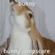 Bunny Bunny Jumpscare GIF - Bunny Bunny Jumpscare Jumpscare GIFs