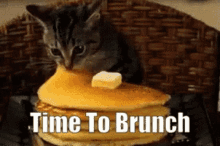 Cats GIF - Cats Cat GIFs