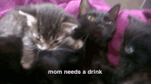 Mom Is Not Happy GIF - Cats Mom Drink GIFs