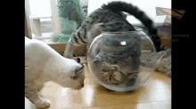 Cyclone Cat Vs The Fish Bowl GIF - Funnycat Lolcat Kitty GIFs