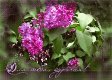 Lilac For You GIF - Lilac For You Spring GIFs