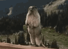 Scream Groundhog GIF - Scream Groundhog Ray GIFs