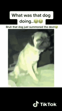 demon dog sleep tired summon