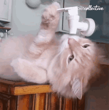 Drinking Thirsty GIF - Drinking Thirsty Parched GIFs