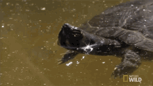 Floating World Turtle Day GIF - Floating World Turtle Day A Day Worth Shellabrating GIFs