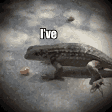 Ive Been Stimulated Lizard GIF - Ive Been Stimulated Stimulated Lizard GIFs