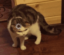 Cat What GIF - Cat What Que GIFs