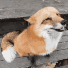 fox pet