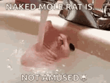 Naked Mole GIF - Naked Mole Rat GIFs