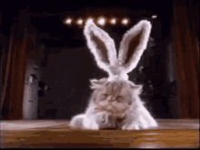 Easter Cat Happy Easter GIF - Easter Cat Happy Easter Bunny GIFs