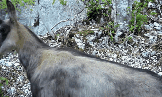 Chamois Interesting GIF - Chamois Interesting Interested - Discover &amp; Share  GIFs