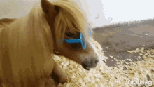 Viralhog Cool Horse GIF - Viralhog Cool Horse Sun Glasses GIFs