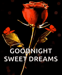Sweet Dreams Good Night GIF - Sweet Dreams Good Night Rose GIFs