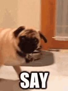 Say That To My Face Pugs GIF - Say That To My Face Pugs Funny Animals GIFs