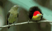 Birds Dancing GIF - Birds Bird Dancing GIFs