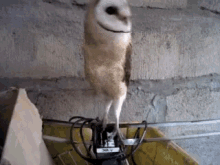 owl dancing