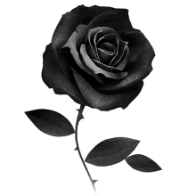 flower rose dark silhouette peace