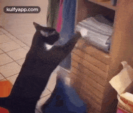 Me During This Hot Summer.Gif GIF - Me during this hot summer Cat Pet -  Discover & Share GIFs