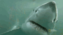 Shark Attack When Sharks Attack GIF - Shark Attack When Sharks Attack Nat Geo GIFs